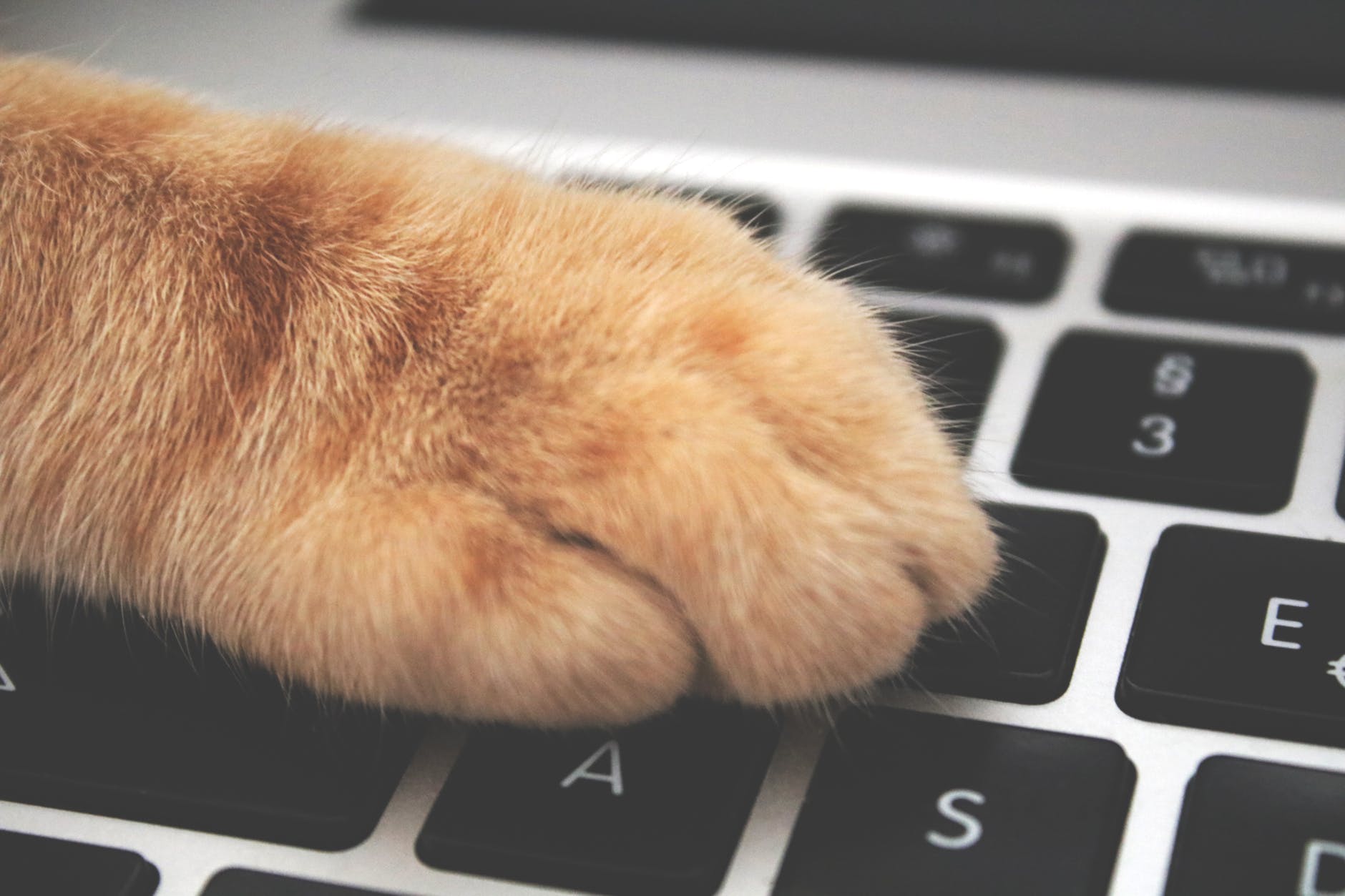 orange cat foot on laptop keyboard
¿Qué es la Toxoplasmosis y Qué riesgos implica?